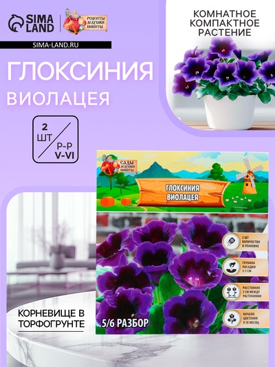 Глоксиния «Виолацея», многолетник, комнатный, луковица в пакете с перфорацией, р-р 5/6, 2 шт.