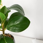 Бонсай в горшке "Клеродедрум декоративный" 8х23 см - фото 24553096