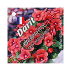 Семена цветов Катарантус "Тату Мандарин", 7 шт - фото 25708265