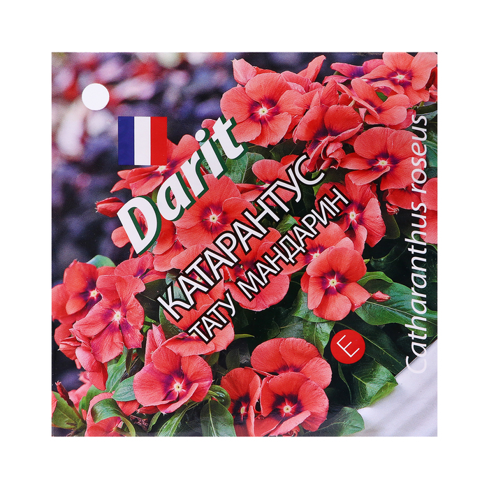 Семена цветов Катарантус "Тату Мандарин", 7 шт - Фото 1