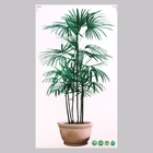 Наклейка 3Д интерьерная Драконово дерево 60*35см - Фото 2