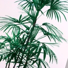 Наклейка 3Д интерьерная Драконово дерево 60*35см - Фото 3