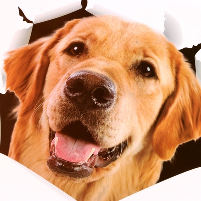 Интерьерная наклейка 3Д TAKE IT EASY «Собака», 30×27 см