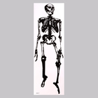 Наклейка 3Д интерьерная Скелет 90*30см - фото 320952184