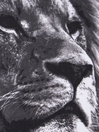 Набор кухонных полотенец «Доляна. Самый лучший мужчина», 35×60 см - 4 шт., 100% хлопок, 160 г/м² - Фото 5