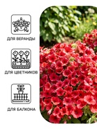 Семена Цветов Петуния «Изи вейв» F1, берри велюр, пробирка, 5 шт. - Фото 3