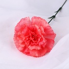 Цветы искусственные "Гвоздика экстра галант" d-8 см 49 см, коралловый (20 шт) - фото 809157135