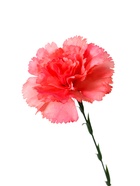 Цветы искусственные "Гвоздика экстра галант" d-8 см 49 см, коралловый (20 шт) - фото 809157137