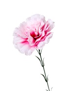 Цветы искусственные "Гвоздика экстра галант" d-8 см 49 см, белый (20 шт) - фото 809157143