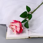 Цветы искусственные "Роза чайная экстра" d-7 см 44 см, бело-малиновый - фото 8734918