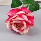 Цветы искусственные "Роза чайная экстра" d-7 см 44 см, бело-малиновый - фото 8734919