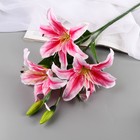 Цветы искусственные "Лилия галант" d-13 см 66 см, розовый - фото 11984732