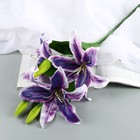 Цветы искусственные "Лилия галант" d-13 см 66 см, фиолетовый - фото 8888509
