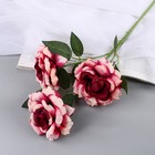 Цветы искусственные "Роза Палома" d-8 см 53 см, тёмно-сиреневый - фото 320969830