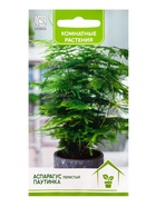 Семена цветов Аспарагус перистый "Паутинка",5шт. - фото 809278668