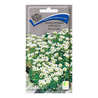 Семена цветов Камнеломка Арендса "Белый ковёр", 0,01гр. - фото 9958890