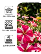 Семена цветов Петуния грандифлора «Галактика», розовая, F1, 10 шт., «ПОИСК» - Фото 3
