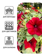 Семена цветов Петуния крупноцветковая «Танго», бордовая, 15 шт. - Фото 3