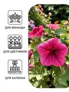 Семена цветов Петуния крупноцветковая «Танго», розовая с вишневыми жилками, 15 шт., «ПОИСК» - Фото 3
