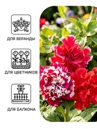 Семена цветов Петуния махровая «Пируэтт Микс» 10 шт. - Фото 3