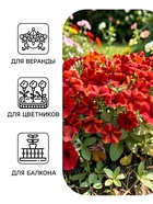 Семена цветов Петуния мультифлора «Май Джой Еллоу Бронз Ред», 5 шт., «Поиск» - Фото 3