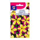 Семена цветов Петуния "СИРИУС", Пурпурно-жёлтая, F1, 0,01 гр. - Фото 1