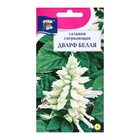 Семена цветов Сальвия "Дварф", Белая, 0,03г - Фото 1