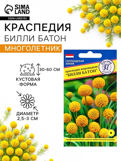 Семена цветов Краспедия шаровидная «Билли Батон», 10 шт.