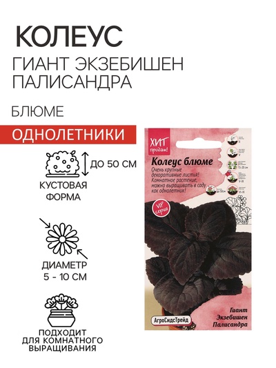 Семена цветов Колеус блюме "Гиант Экзебишен Палисандра", 10 шт