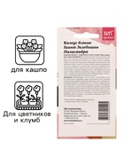 Семена цветов Колеус блюме "Гиант Экзебишен Палисандра", 10 шт 10264863 - фото 16288586