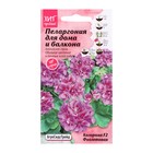 Семена цветов Пеларгония "Колорама F2 Фиолетовая" для дома и балкона, 5 шт - Фото 3