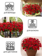 Семена цветов Петуния «Вейв Кармин Велюр», F1, 5 шт. - Фото 3