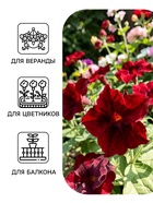 Семена цветов Петуния «Софистика Блэкберри» F1, 5 шт. - Фото 3
