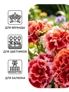Семена цветов Петуния «Пируэт пурпурная» F1, махровая, 10 шт. - Фото 3