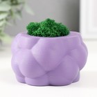 Кашпо бетонное "Пузырьки" со мхом фиолетовый 8х8х5см (мох зеленый стабилизированный) - фото 320974782