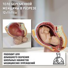 Макет "Тело беременной женщины в разрезе" 12*11*11см - фото 23586752