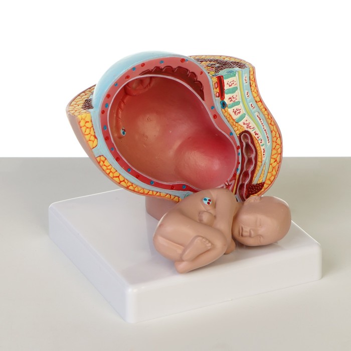 Макет "Тело беременной женщины в разрезе" 12*11*11см - фото 1909483651