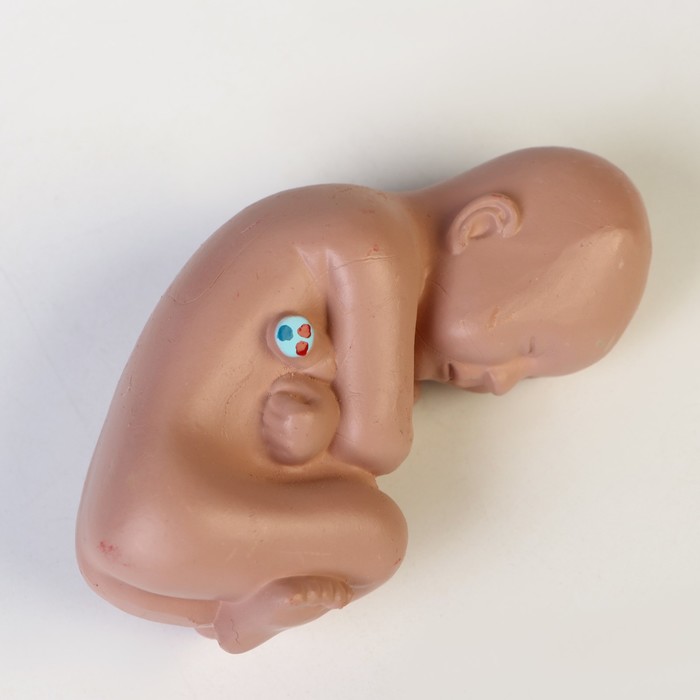 Макет "Тело беременной женщины в разрезе" 12*11*11см