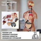Анатомическая модель «Макет торса женщины», разборный, 55×22×17 см - Фото 1