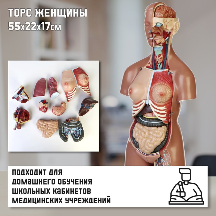 Анатомическая модель «Макет торса женщины», разборный, 55×22×17 см - Фото 1