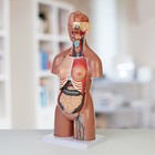 Анатомическая модель «Макет торса женщины», разборный, 55×22×17 см - Фото 2