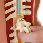 Анатомическая модель «Макет торса женщины», разборный, 55×22×17 см - Фото 11