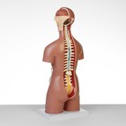 Анатомическая модель «Макет торса женщины», разборный, 55×22×17 см - Фото 3