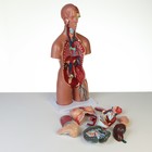 Анатомическая модель «Макет торса женщины», разборный, 55×22×17 см - Фото 5