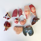 Анатомическая модель «Макет торса женщины», разборный, 55×22×17 см - Фото 6