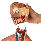 Анатомическая модель «Макет торса женщины», разборный, 55×22×17 см - Фото 7