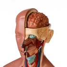 Анатомическая модель «Макет торса женщины», разборный, 55×22×17 см - Фото 8