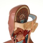 Анатомическая модель «Макет торса женщины», разборный, 55×22×17 см - Фото 9