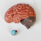 Анатомическая модель «Макет торса женщины», разборный, 55×22×17 см - Фото 10