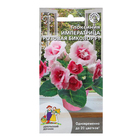 Семена Цветов Глоксиния "Императрица" розовая биколор  ,6 шт  , - фото 320975735